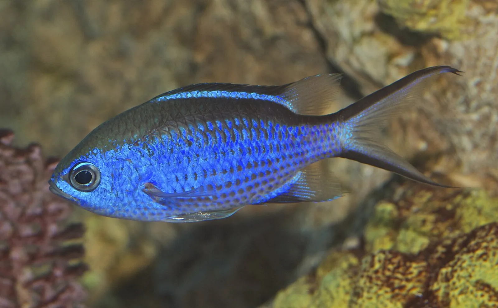 Blue chromis