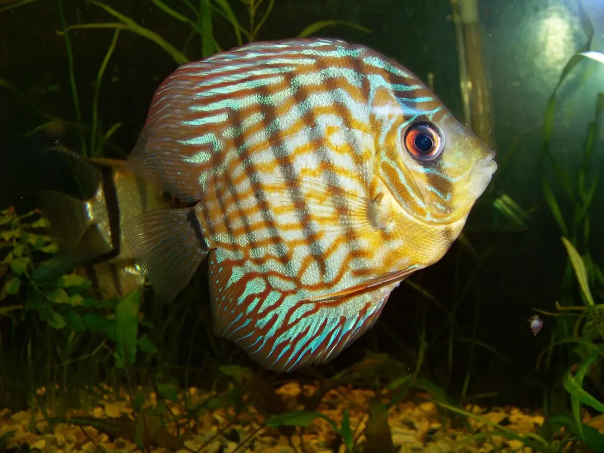 Blue discus
