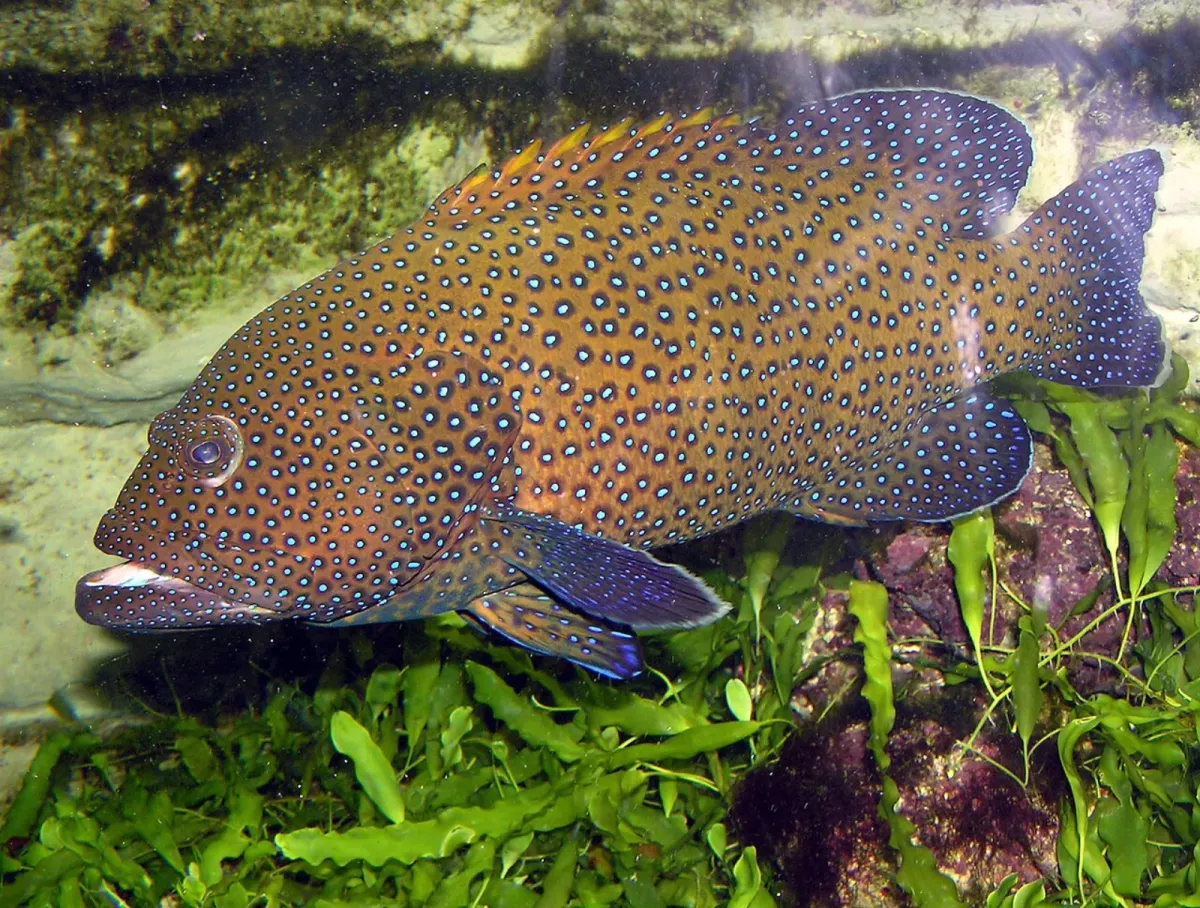 Blue dot grouper
