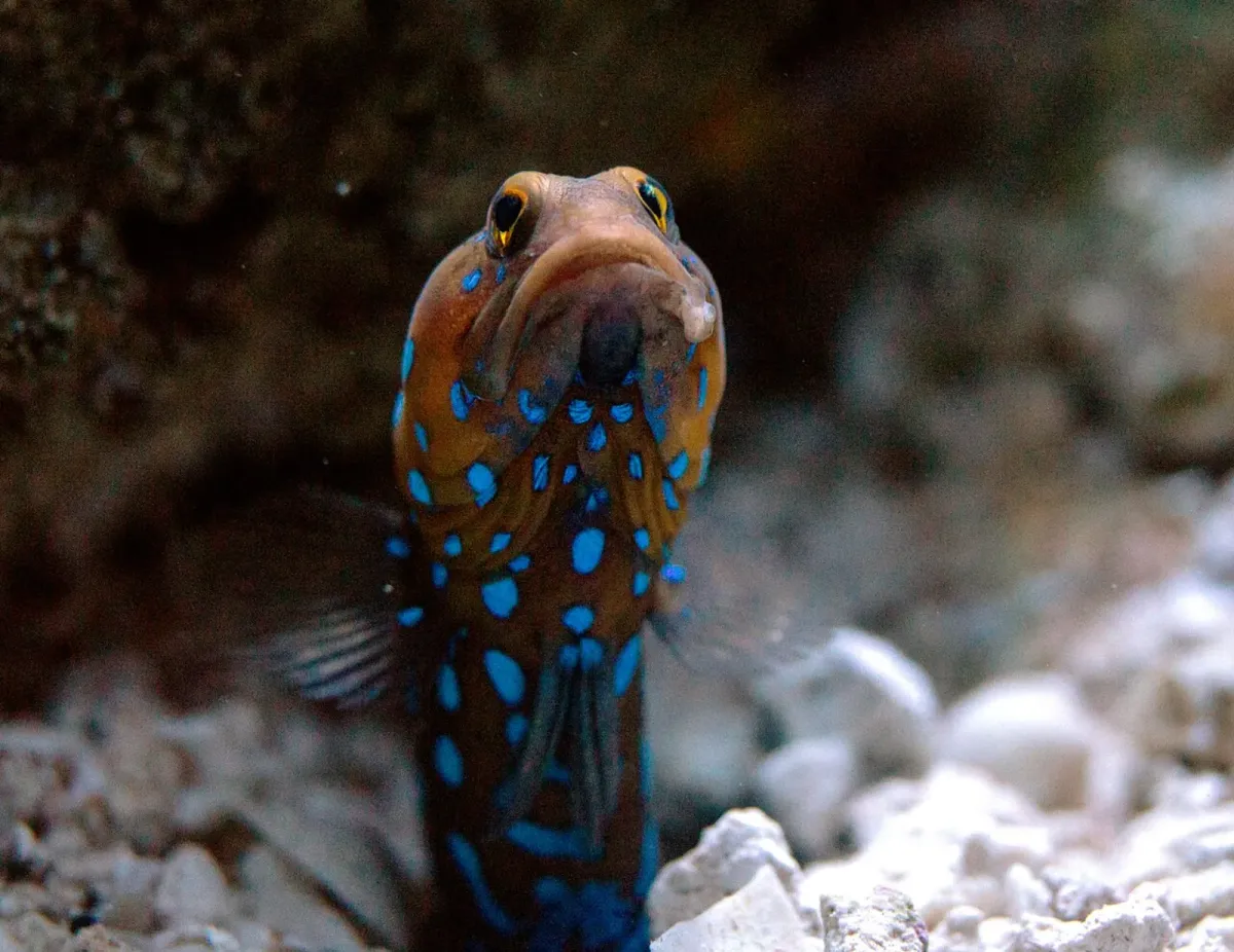 Blue dot jawfish
