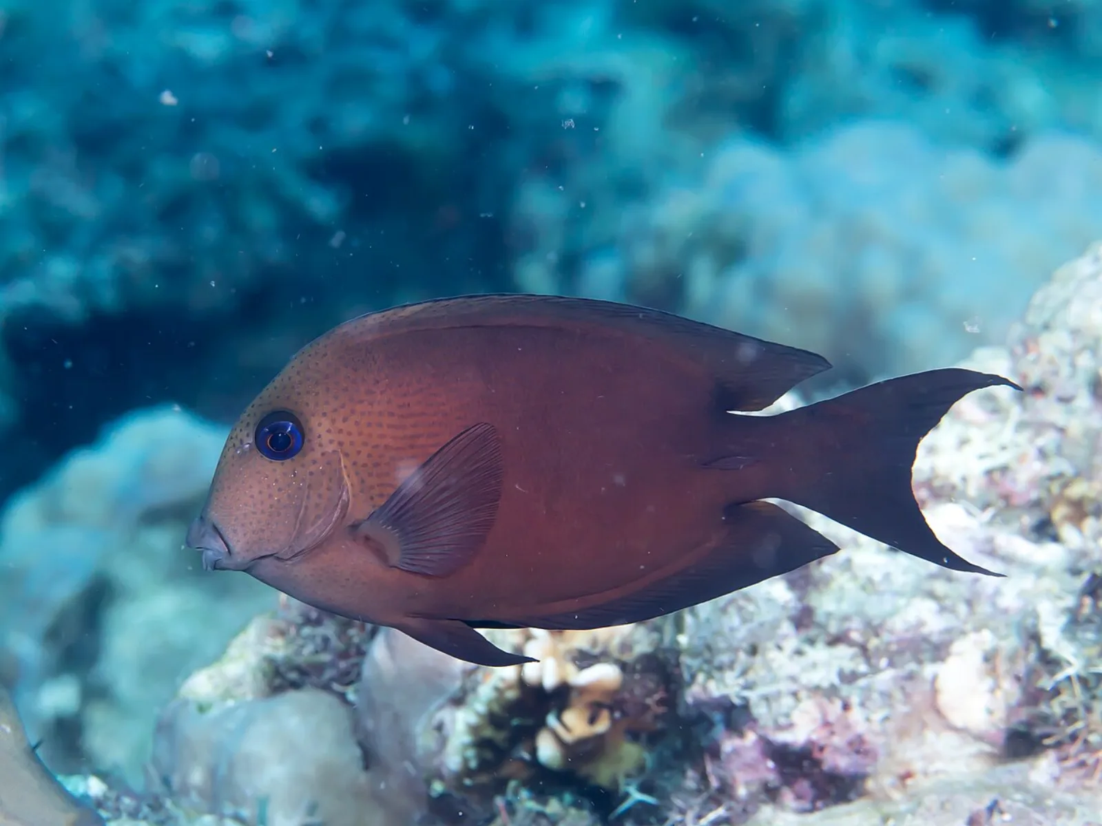 Blue eyed tang