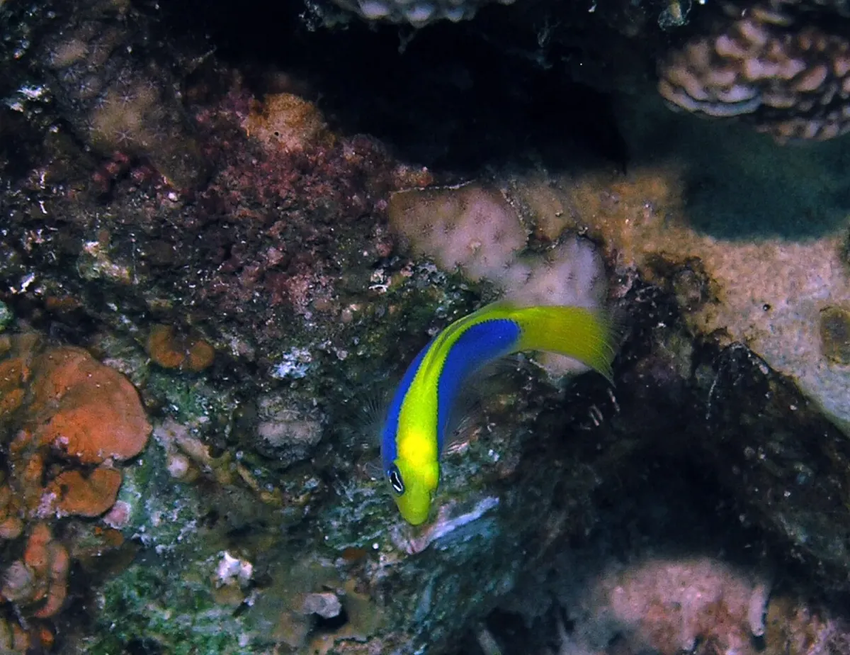 Blue flavivertex pseudochromis