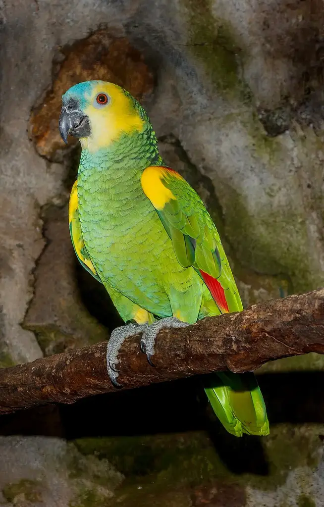 Blue-fronted amazon