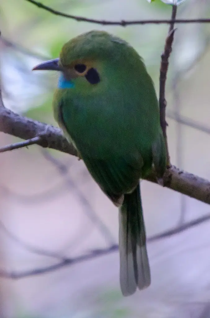 Blue gularis