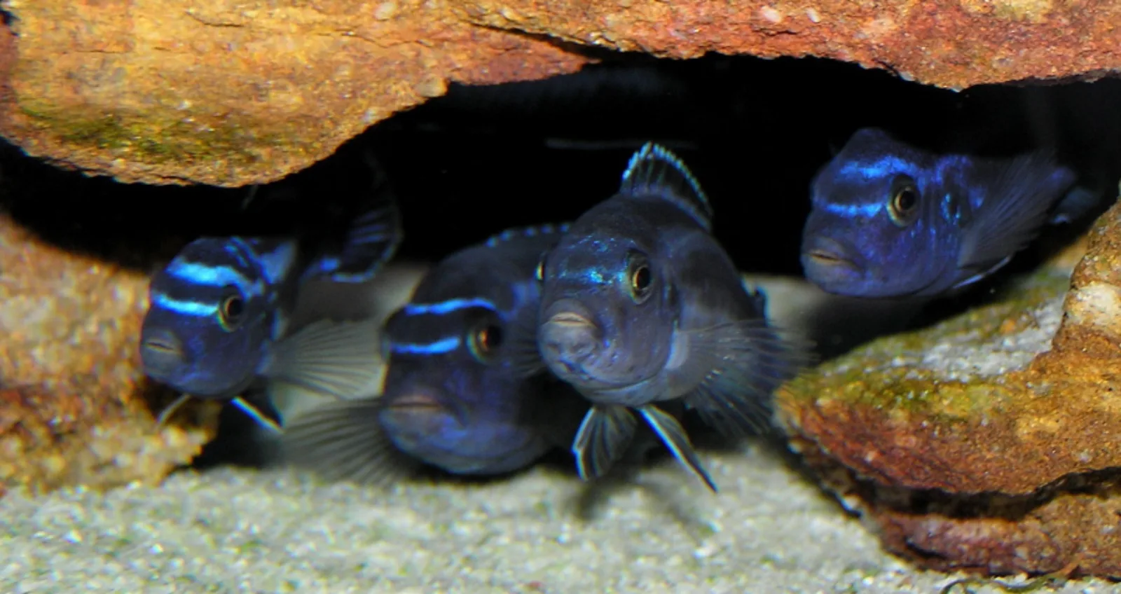 Blue johanni cichlid