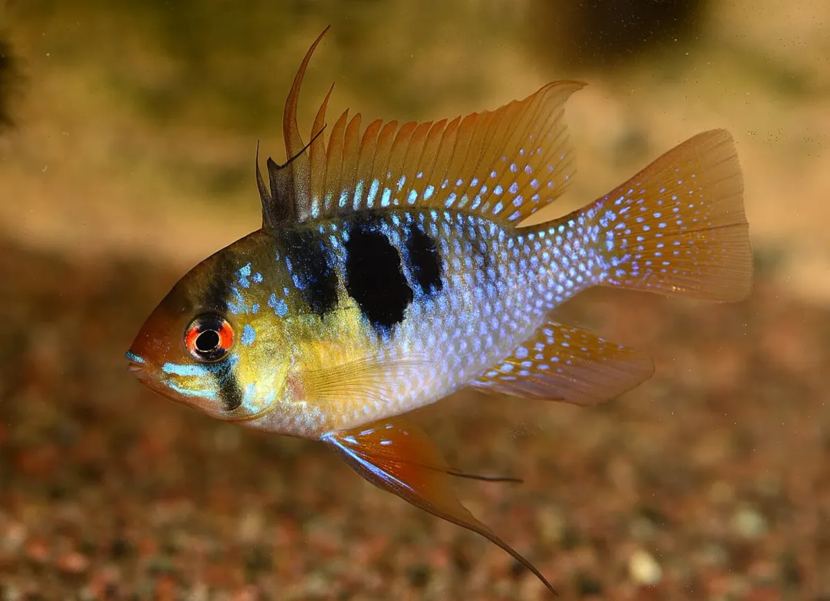 Blue ram
