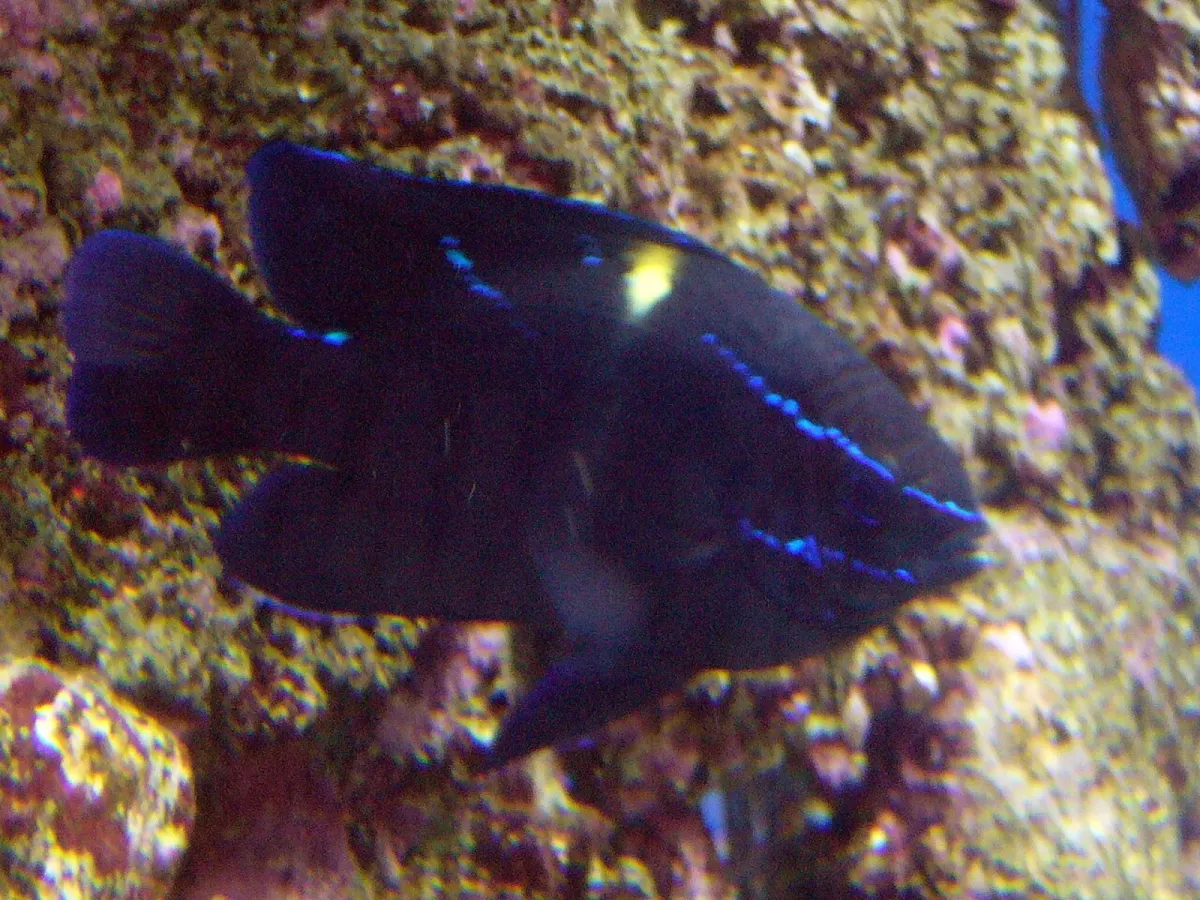 Blue velvet damsel