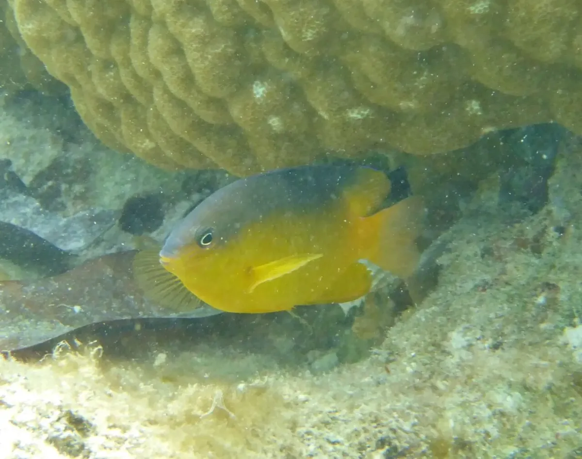 Blueback damsel