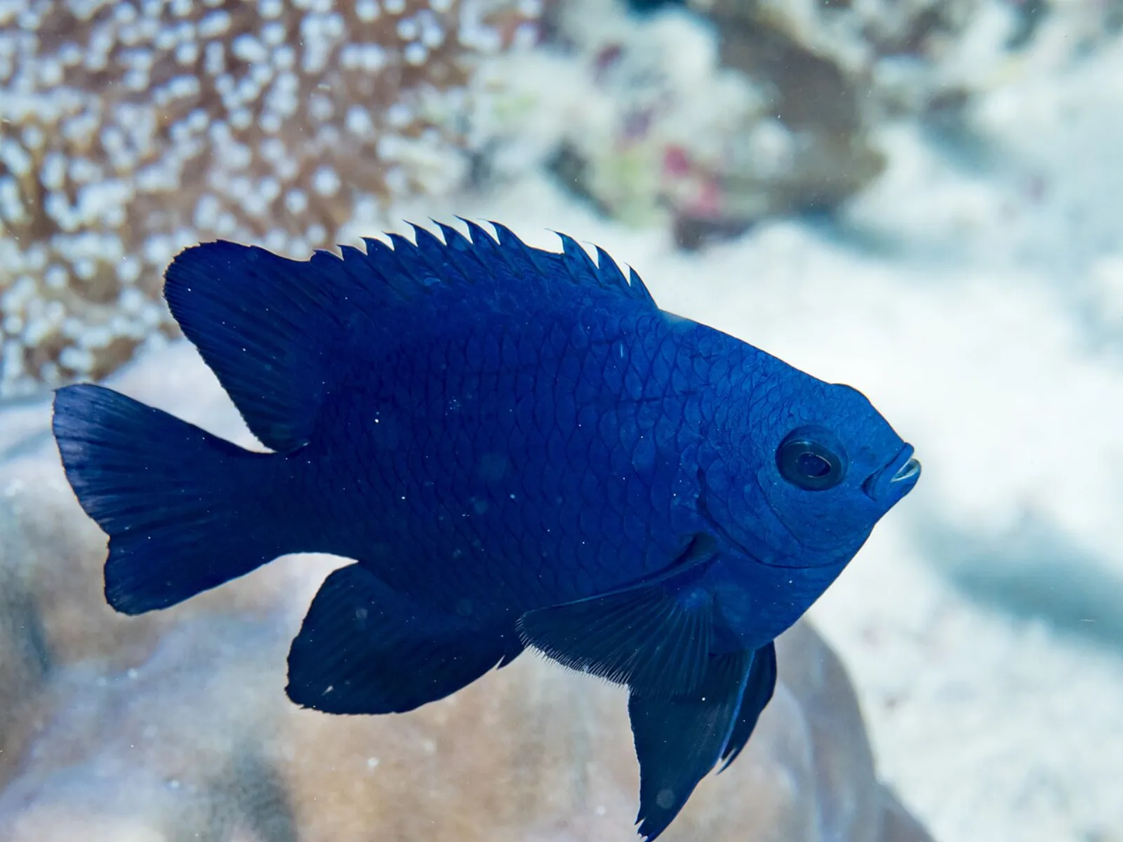 Bluefin damsel