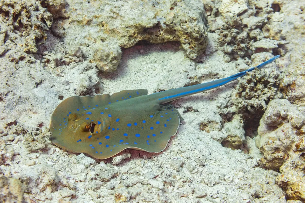 Bluespotted ribbontail ray