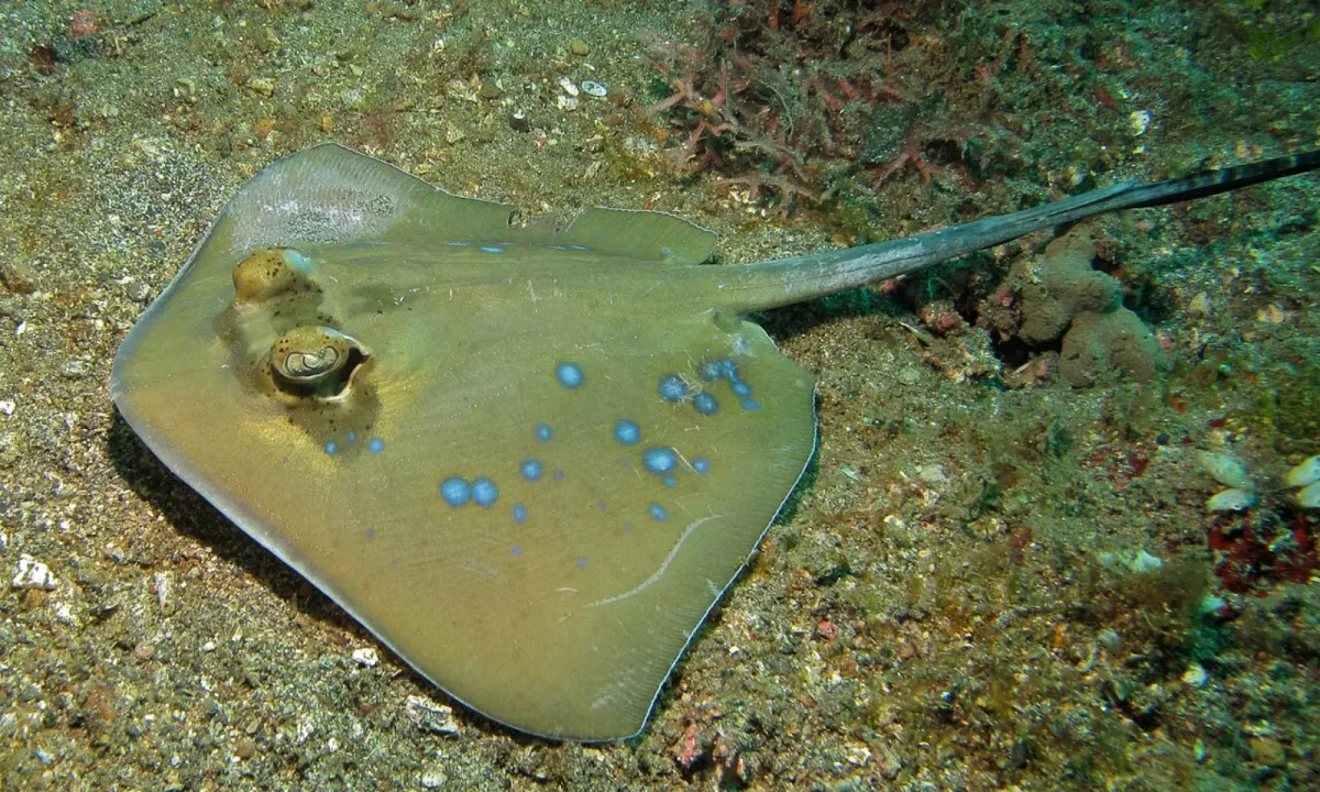 Bluespotted stingray