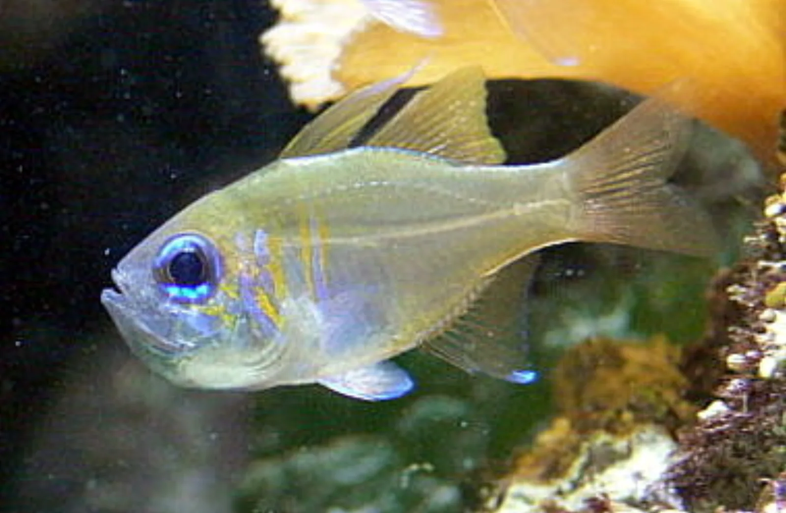 Bluestreak cardinalfish