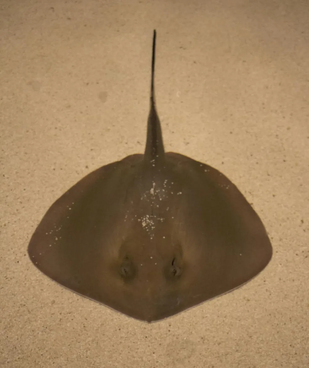 Bluntnose Stingray