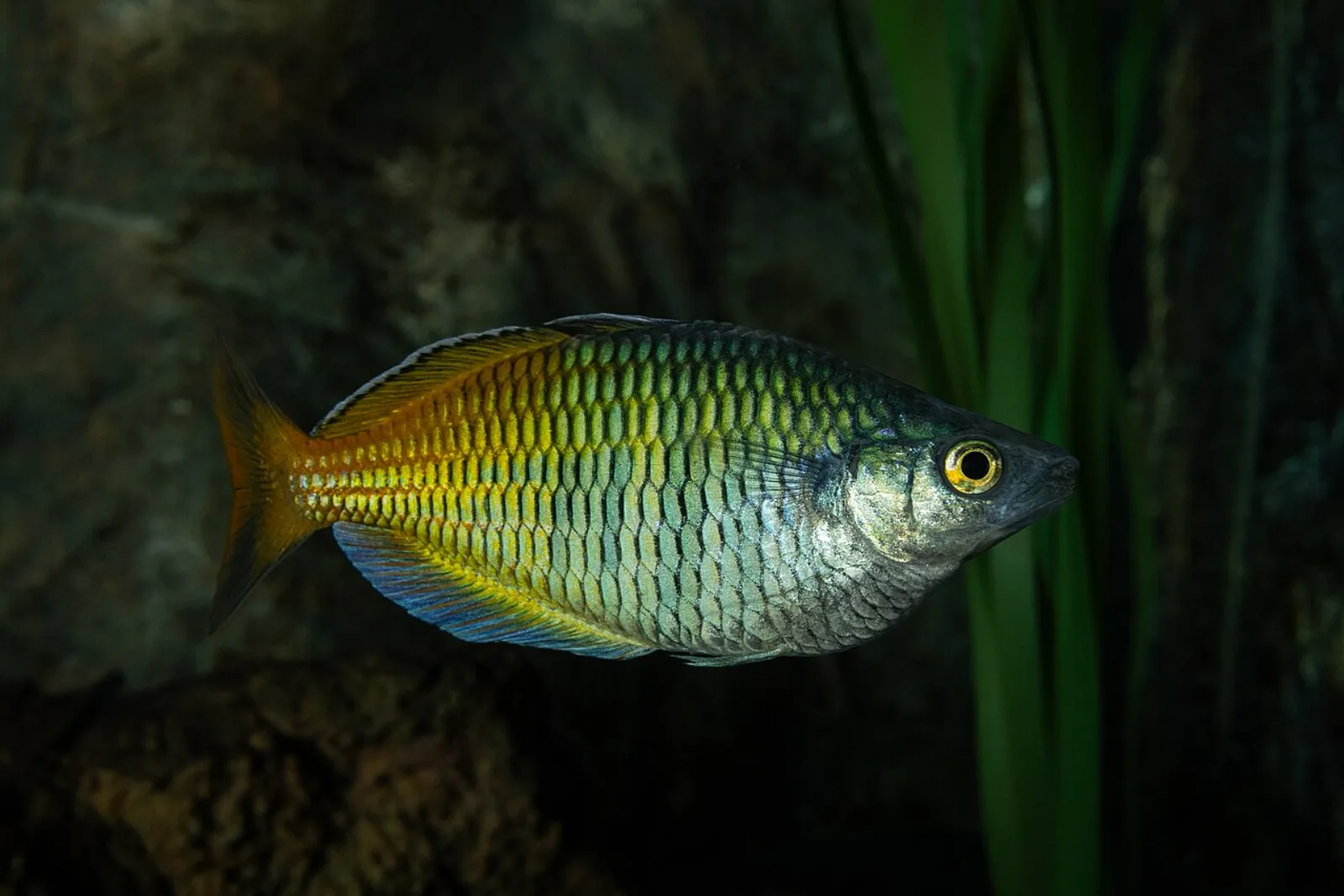 Boeseman's rainbowfish