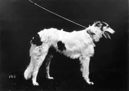 Borzoi