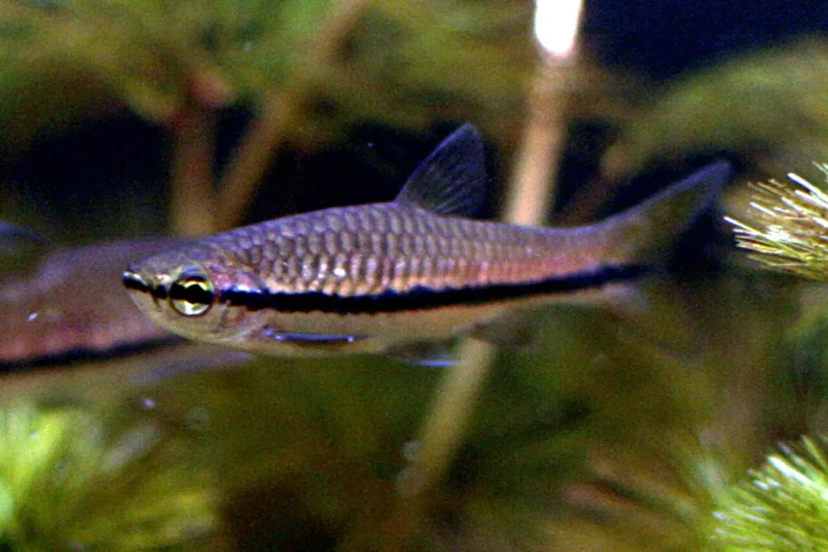 Brilliant rasbora