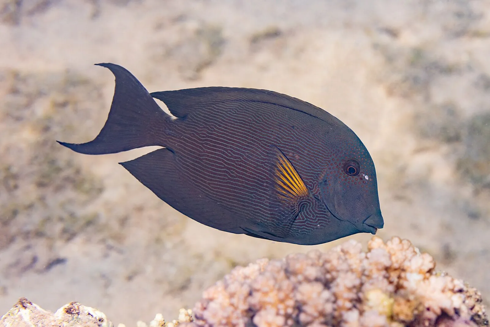 Bristletooth tang