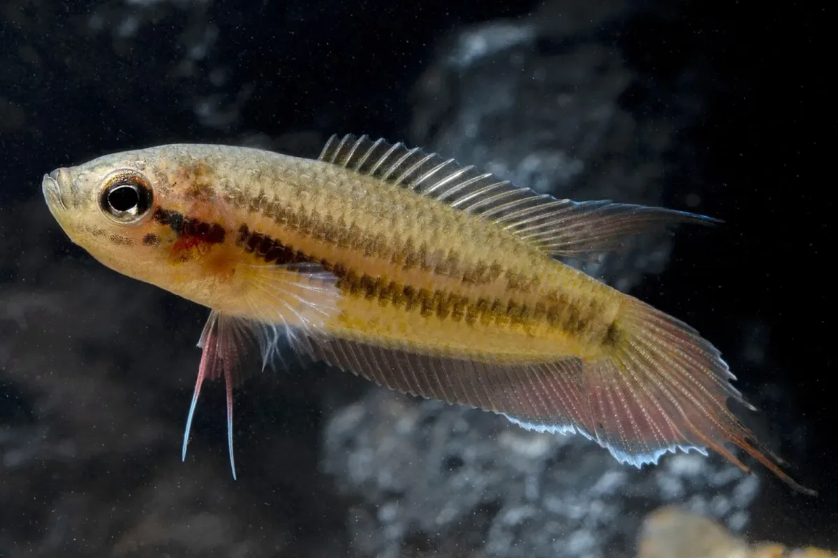 Brown Spike-tailed paradisefish