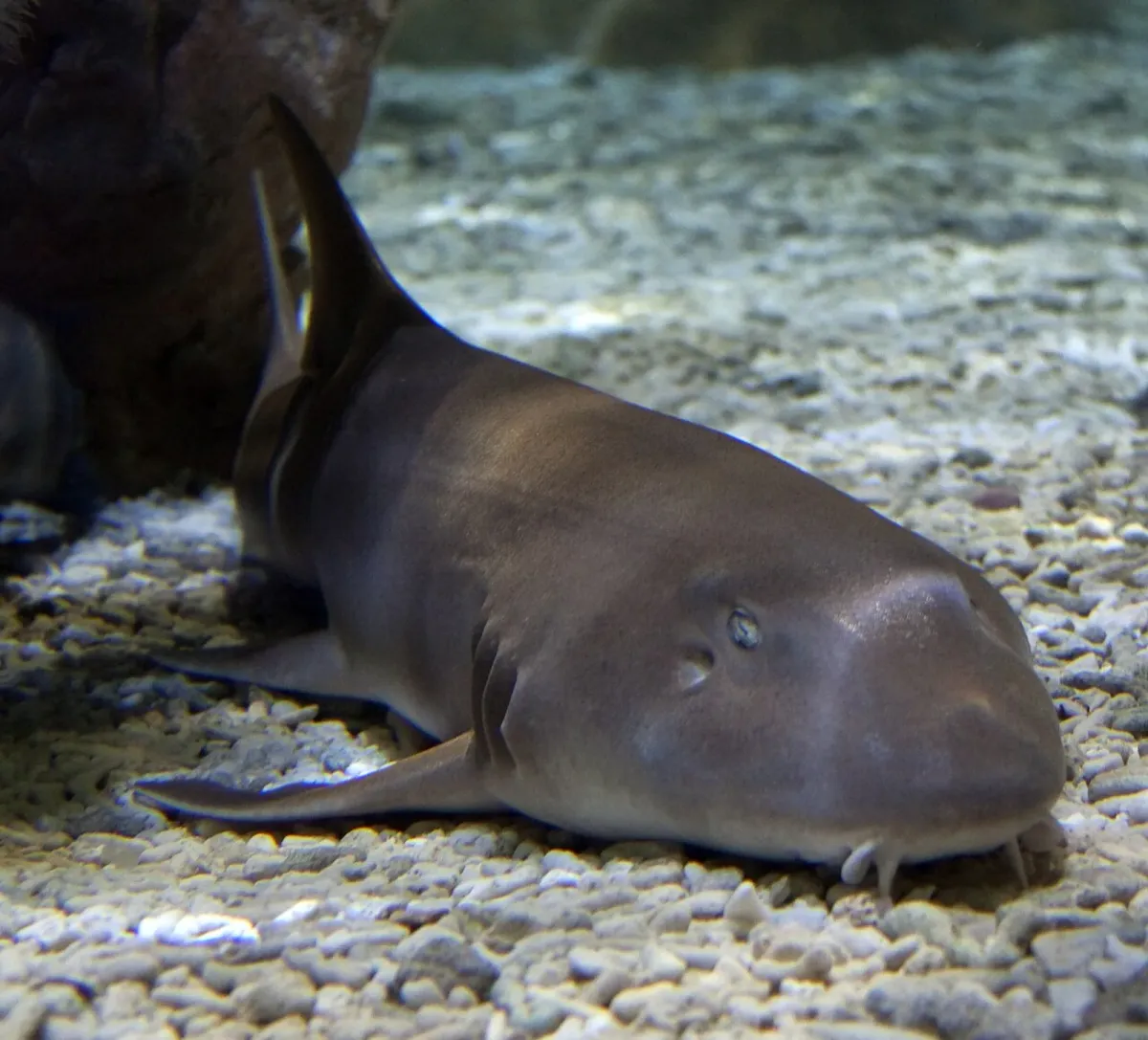 Brownbanded bamboo shark