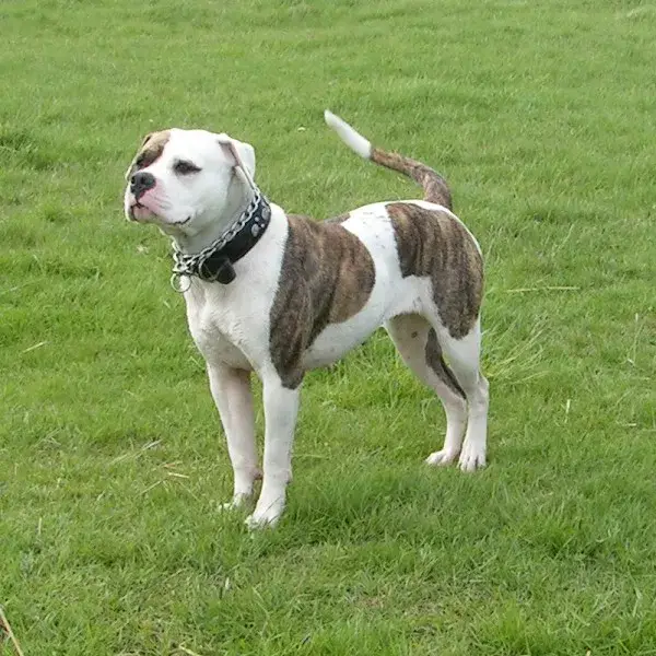 Bulldog