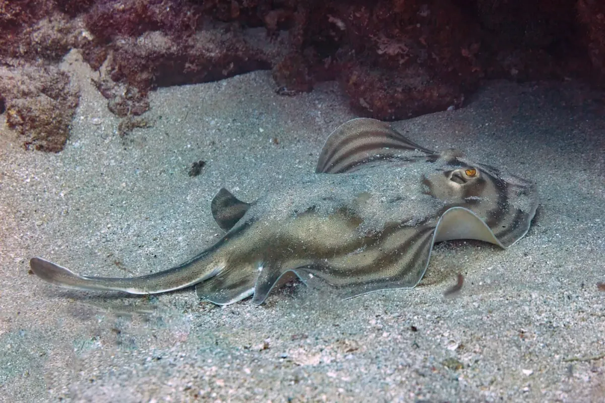 Bullseye round stingray