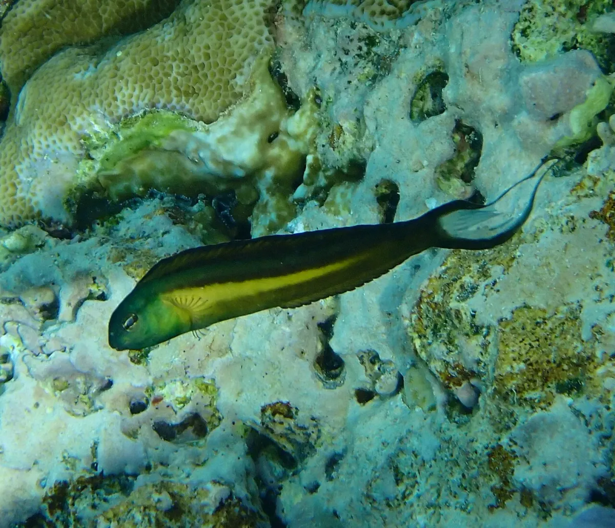 Bundoon blenny