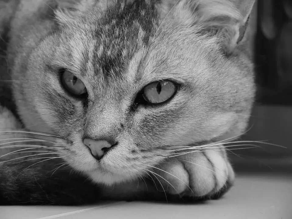 Burmilla