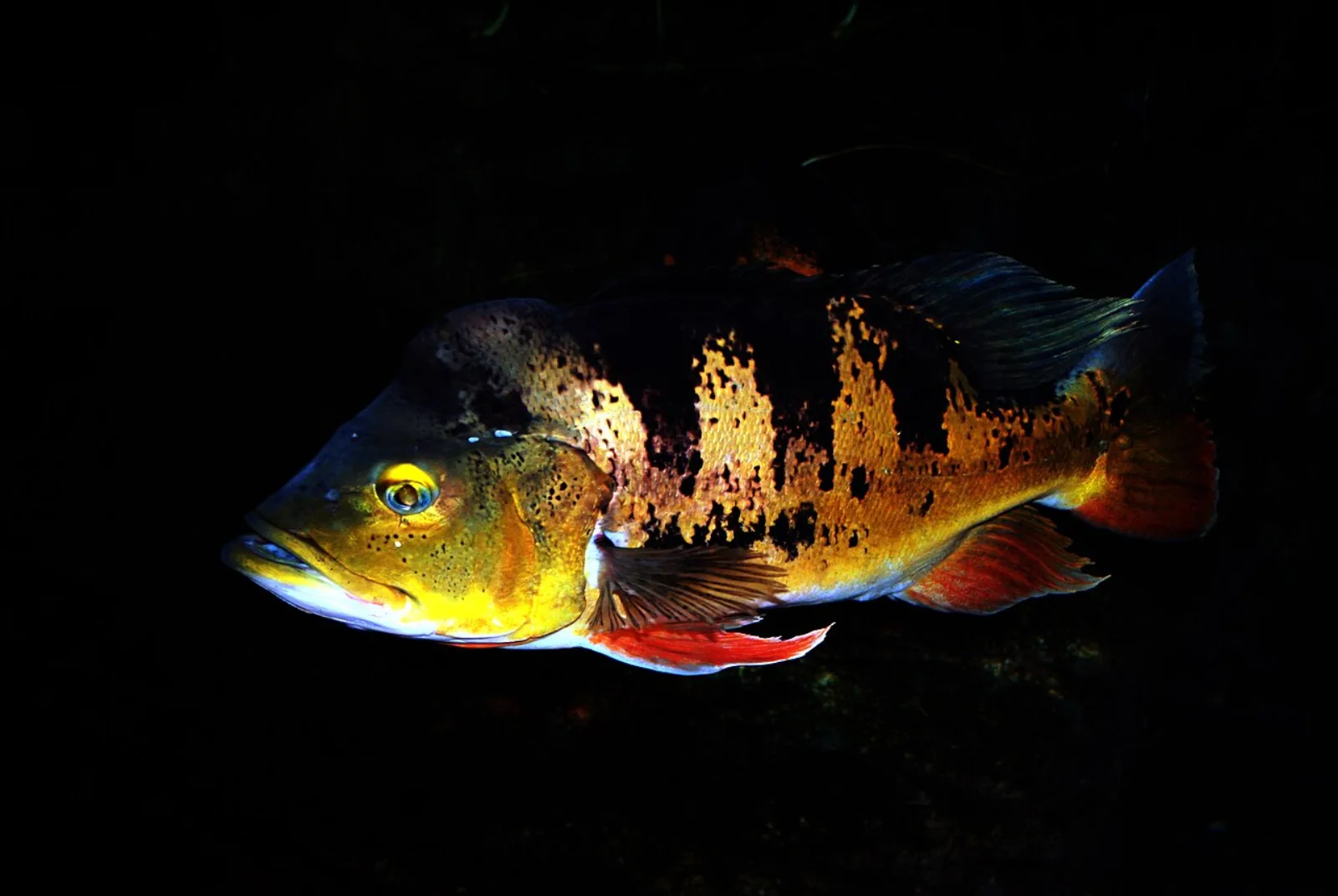 Butterfly peacock bass