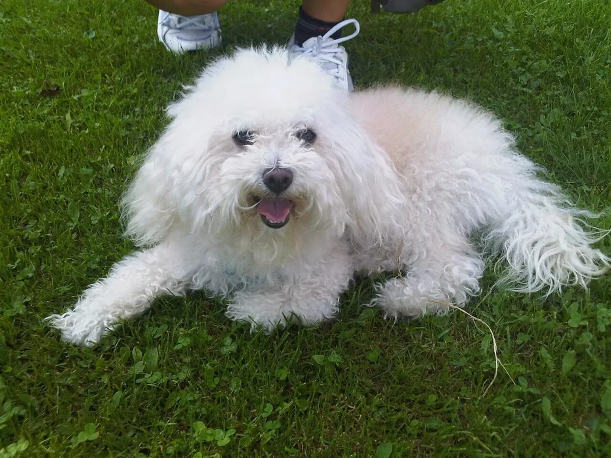 Cane di Oropa