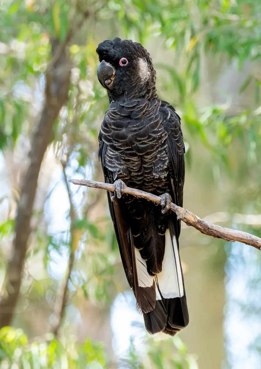Carnaby's black cockatoo