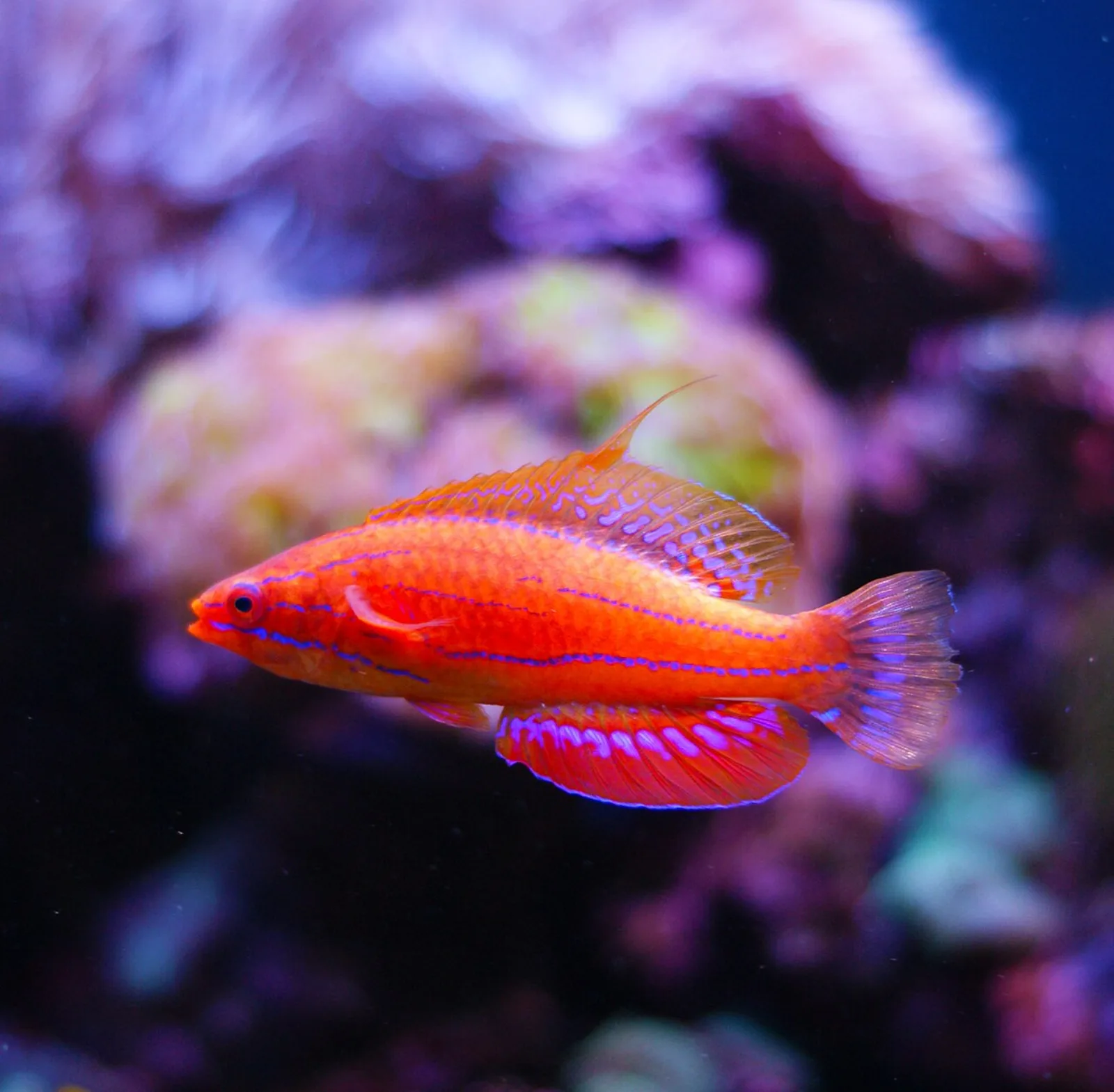 Carpenter's flasher wrasse