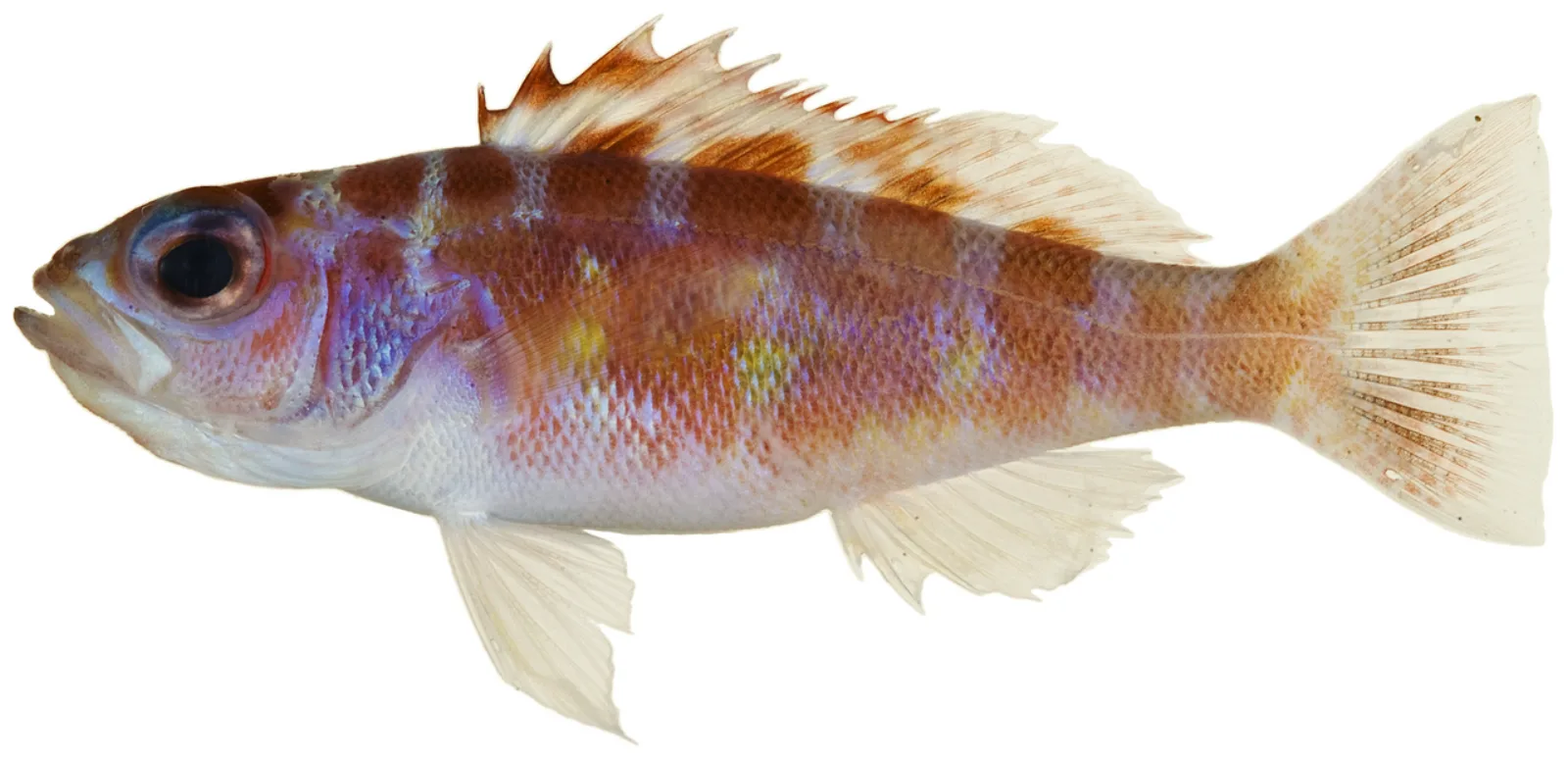 Chalk bass
