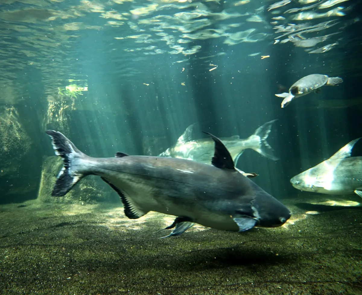 Chao Phraya giant shark