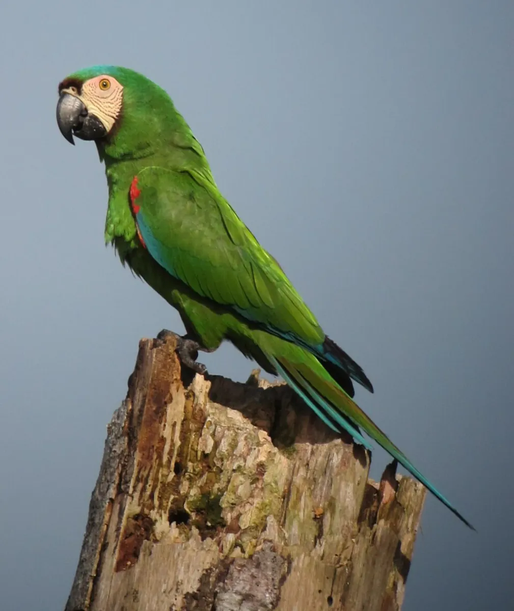 Chestnut-fronted macaw