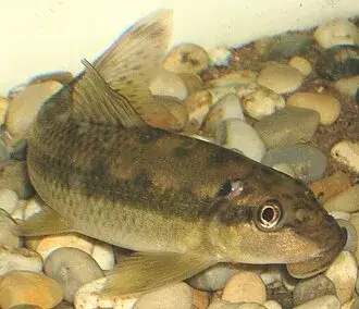 Chinese algae eater