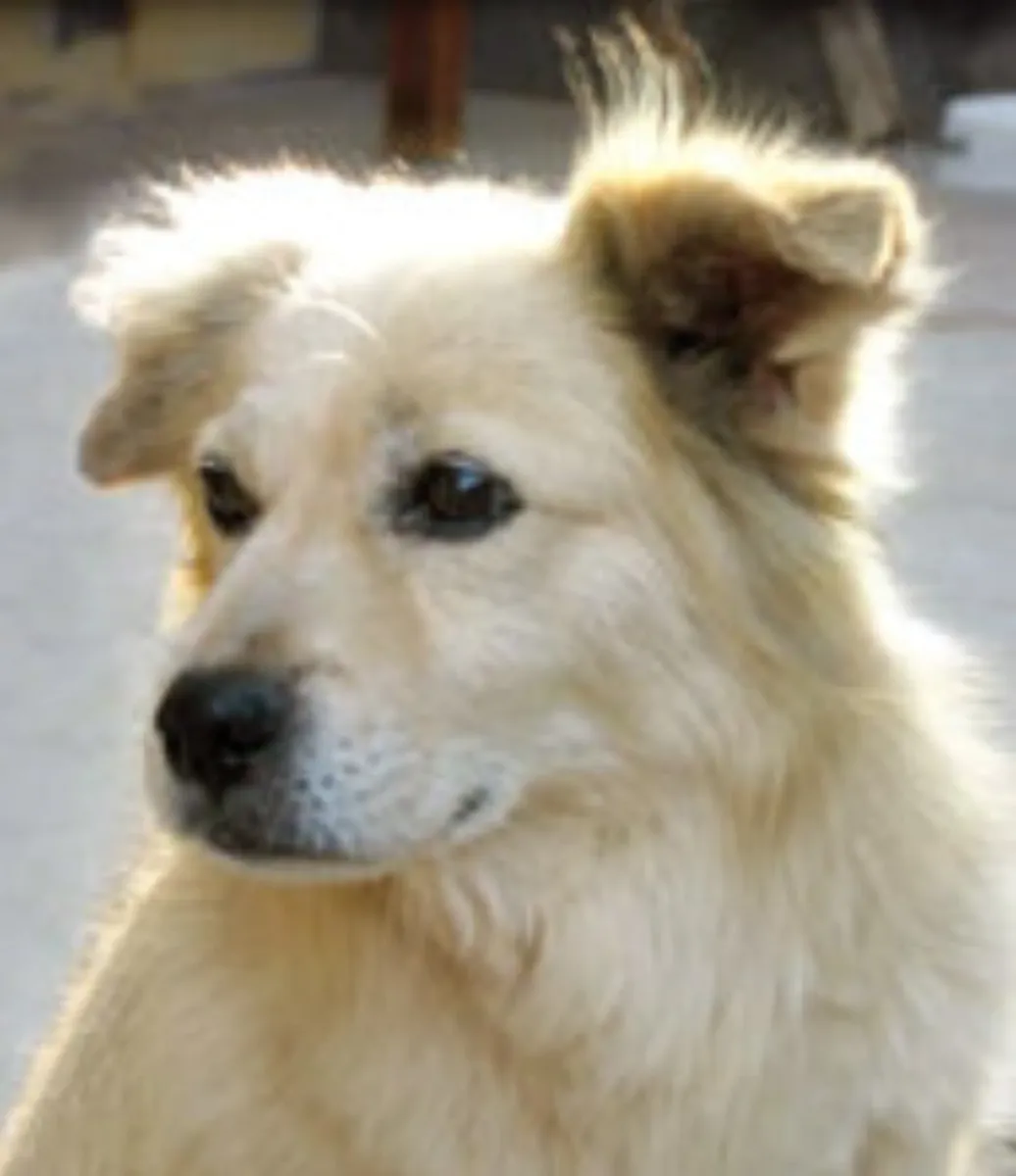Chiribaya Dog