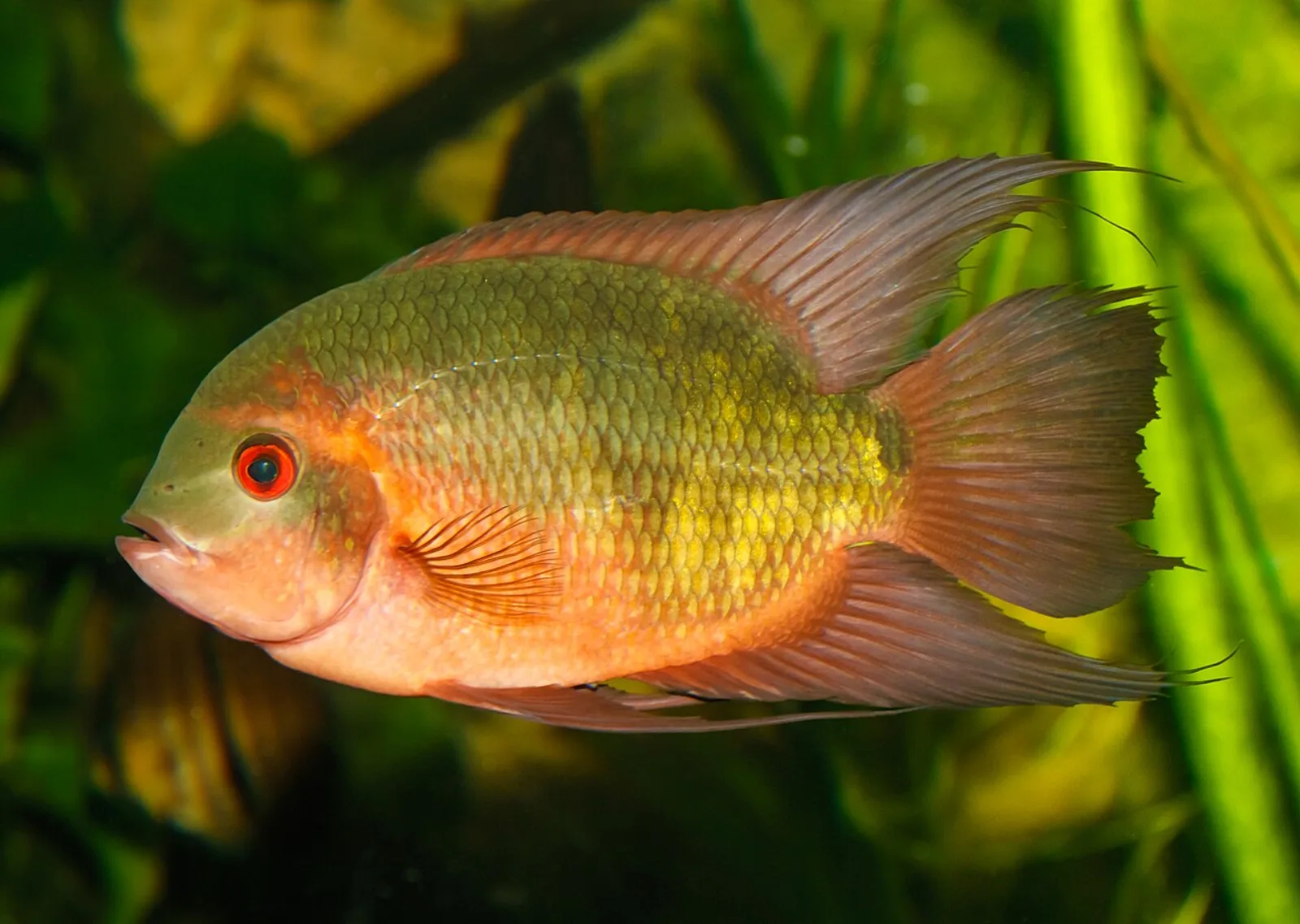 Chocolate cichlid