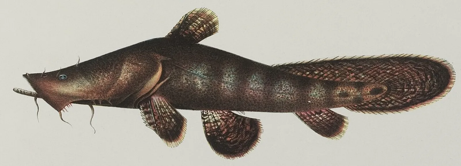 Chocolate frogmouth catfish