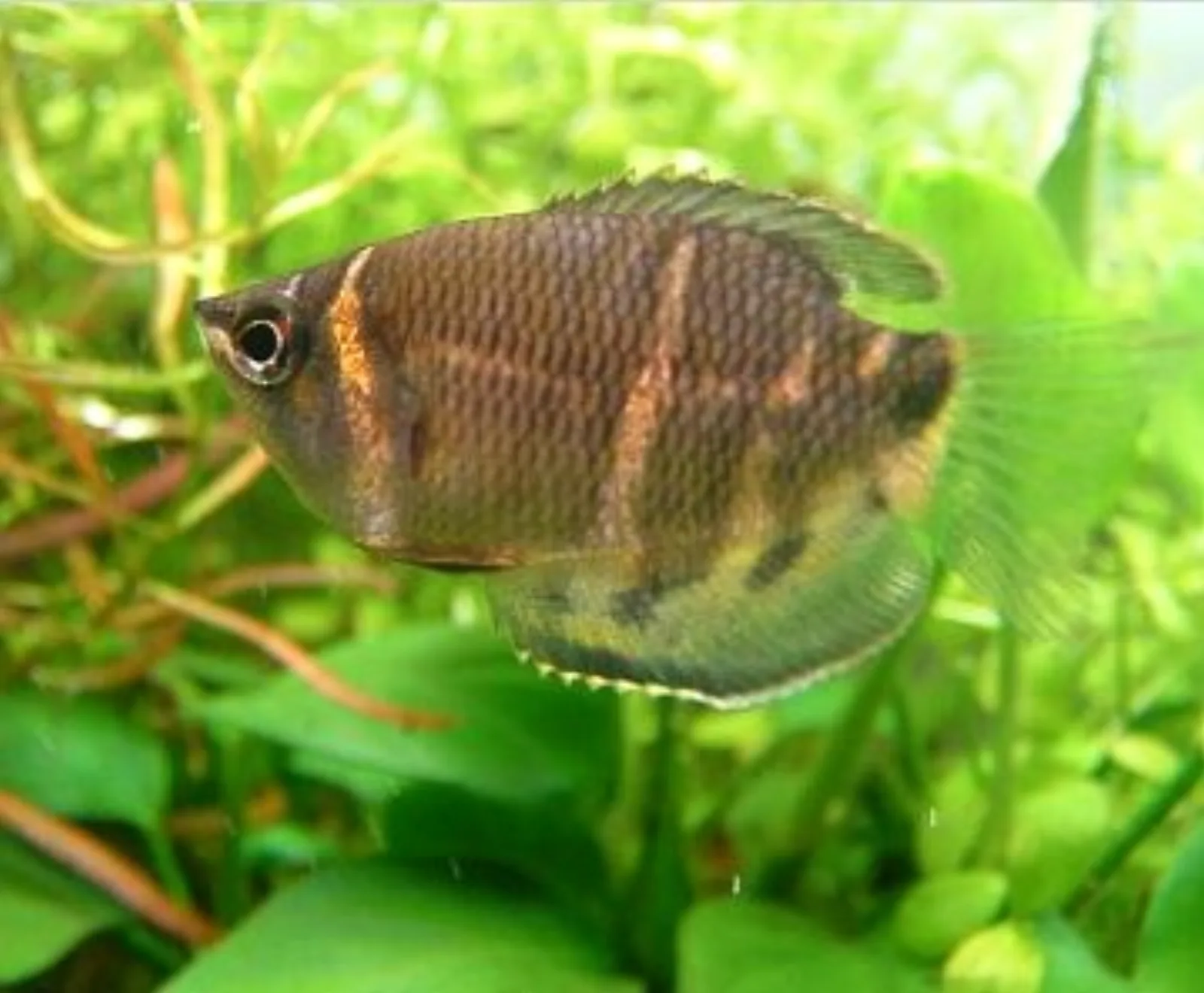Chocolate gourami