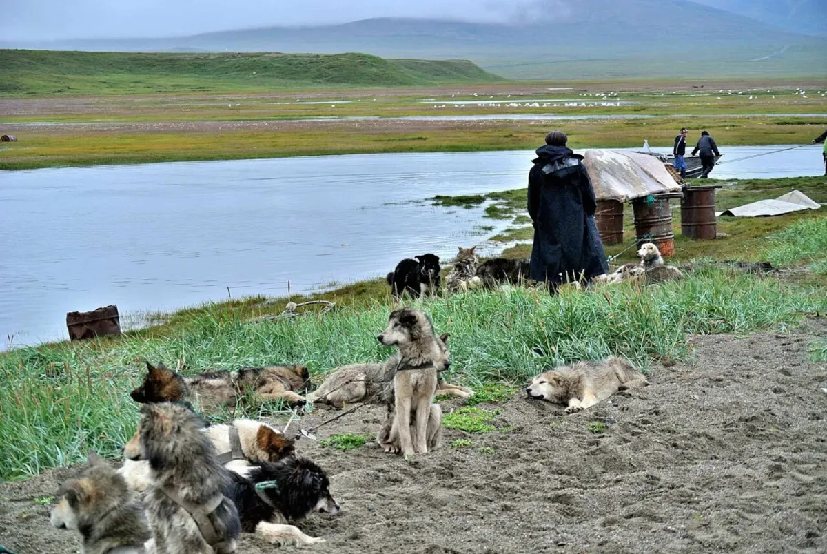 Chukotka sled dog