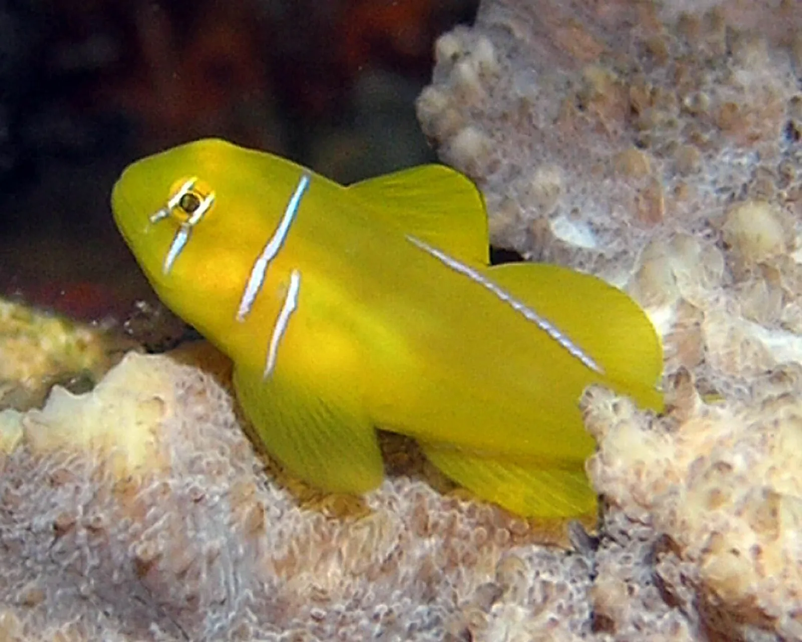 Citron clown goby