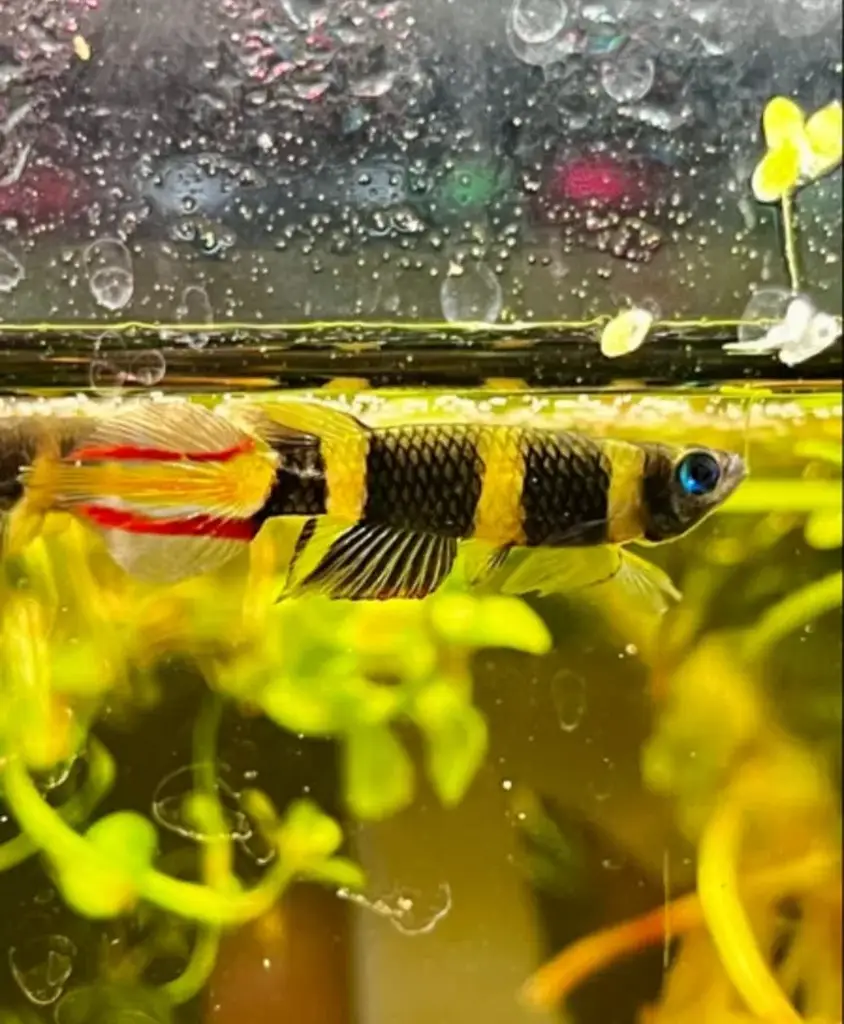 Clown Killifish