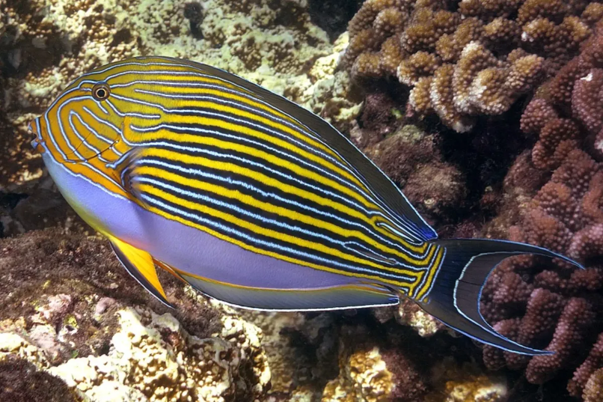 Clown tang