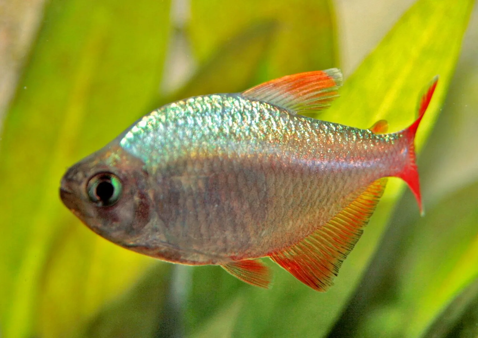 Colombian tetra