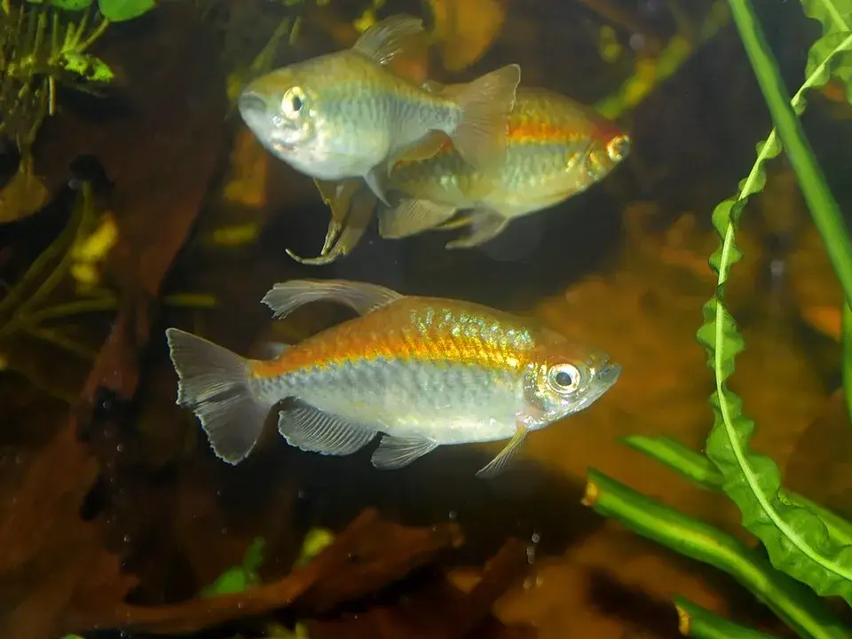 Congo tetra