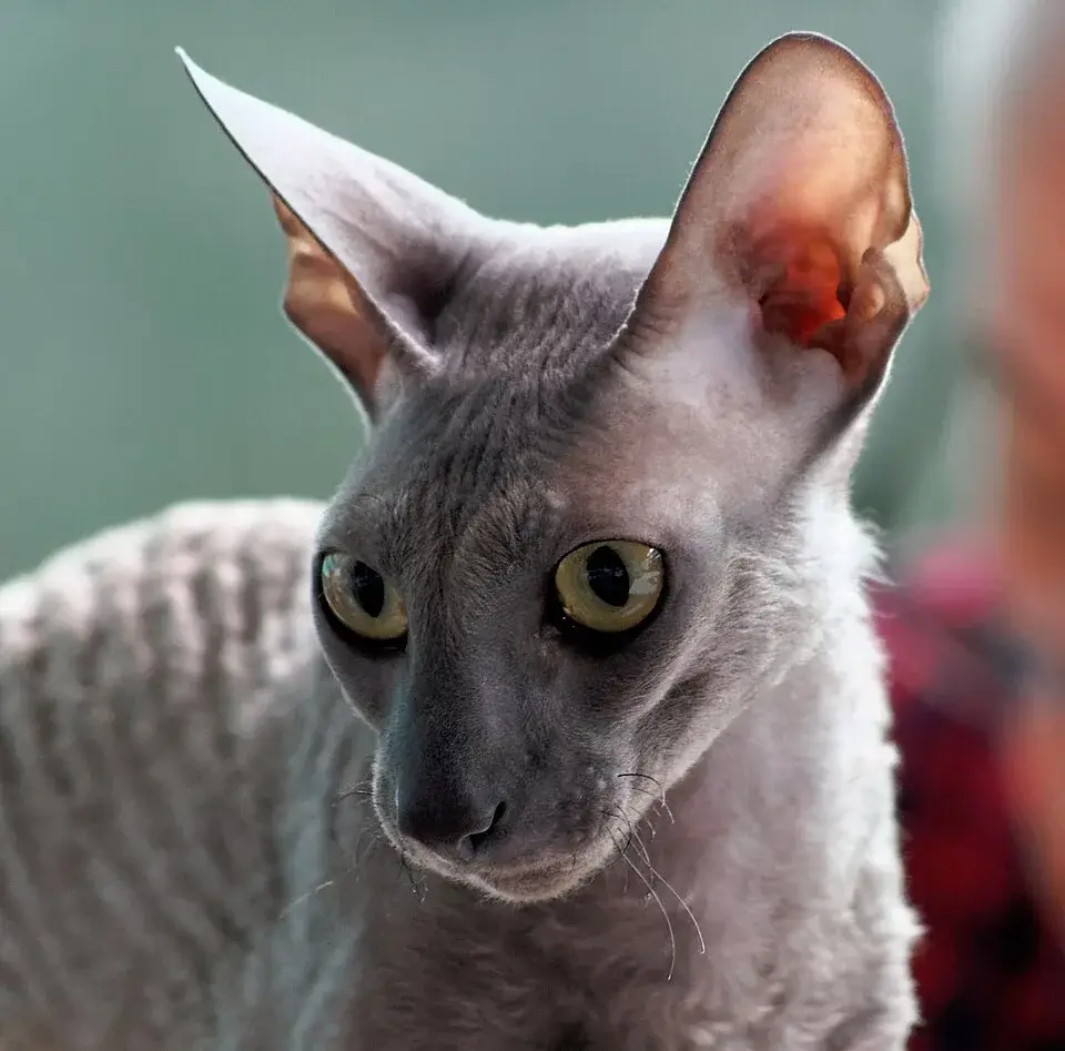 Cornish Rex