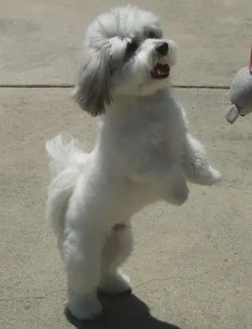 Coton de Tulear