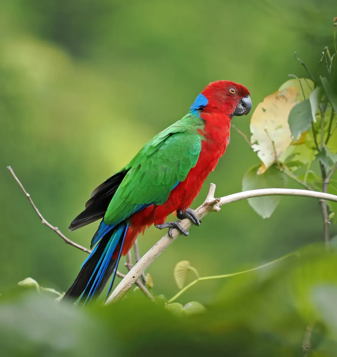 Crimson shining parrot