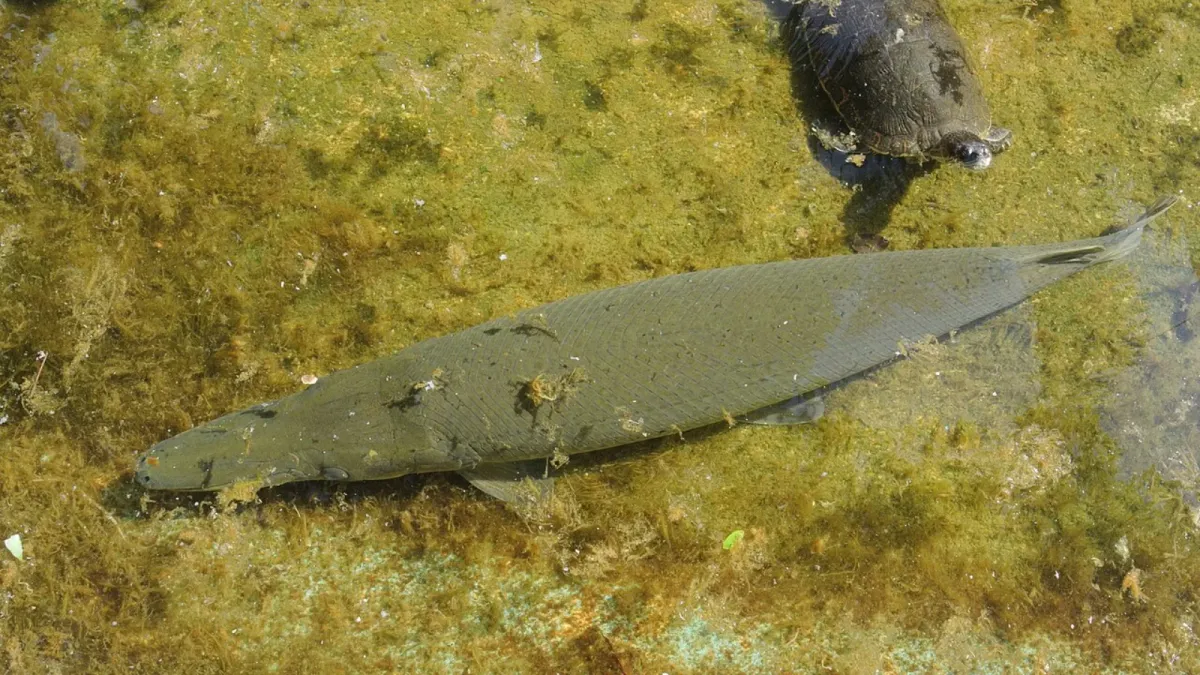 Cuban Gar