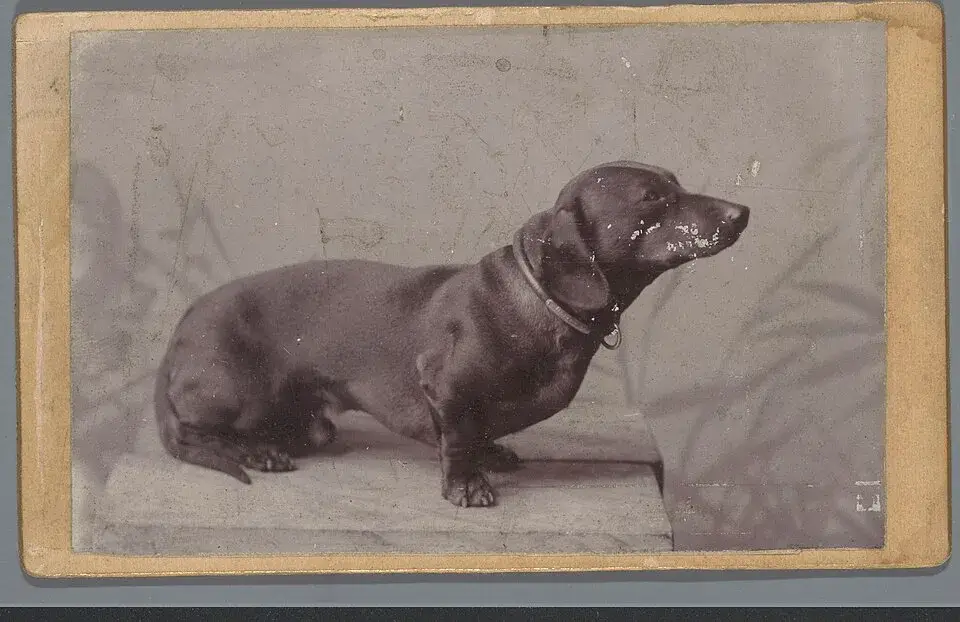 Dachshund
